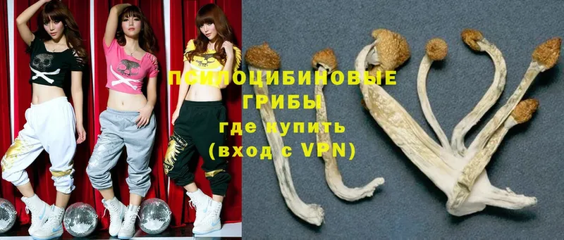 купить   Николаевск-на-Амуре  Галлюциногенные грибы MAGIC MUSHROOMS 